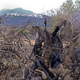 The remains of a 1,100-year-old olive tree near Cuglieri.